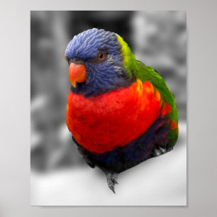 Rainbow Lorikeet Poster
