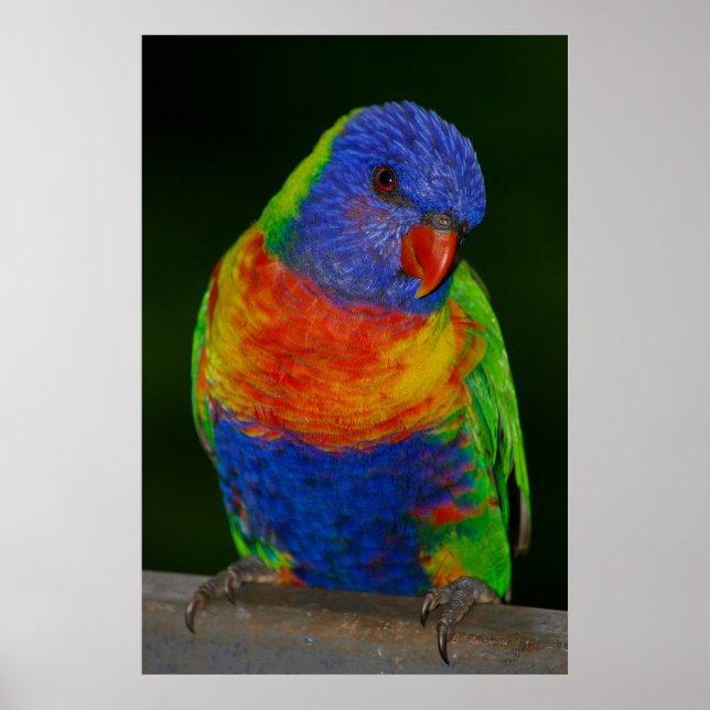Rainbow lorikeet poster (Front)