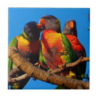 Rainbow Lorikeet square tile