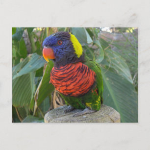 Rainbow Lorikeet sur carte postale