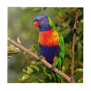 Rainbow Lorikeet Tile