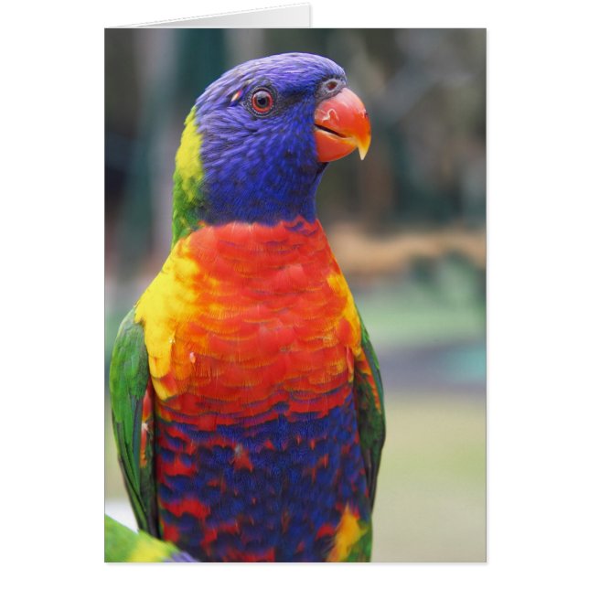 Rainbow Lorikeet (Trichoglossus haematodus 2 (Front)