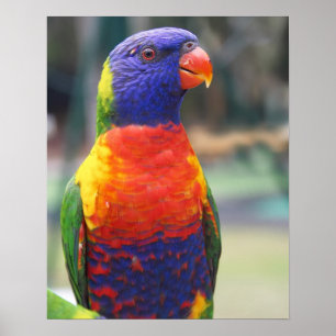 Rainbow Lorikeet (Trichoglossus haematodus 2 Poster