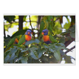 Rainbow Lorikeets