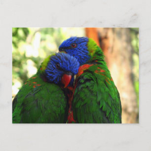 Rainbow Lorikeets in Love Photo Postcard