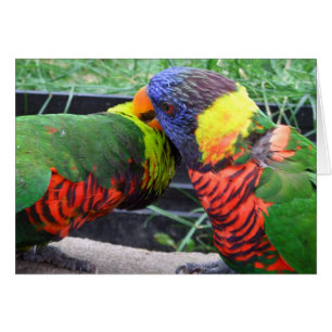 Rainbow Lorikeets Preening Card