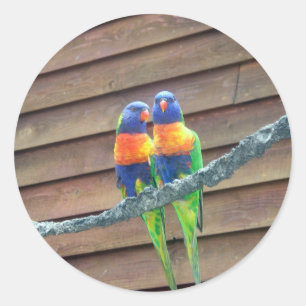Rainbow Lorikeets Sticker