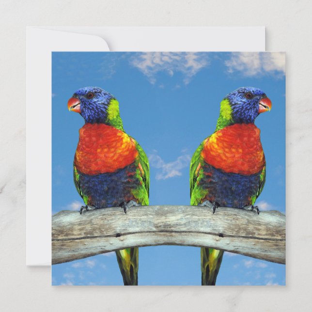 Rainbow lorikeets two perched on a branch invitation (Front)