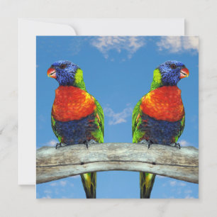 Rainbow lorikeets two perched on a branch invitation