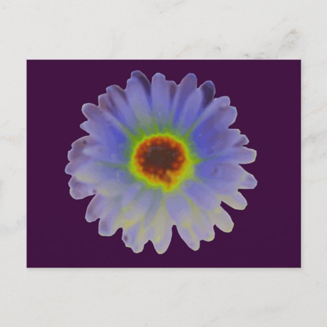 Rainbow Marigold Postcard (Front)