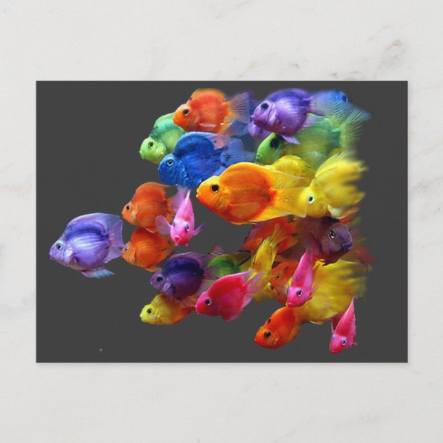 Rainbow of Parrotfish Postcard (Front)