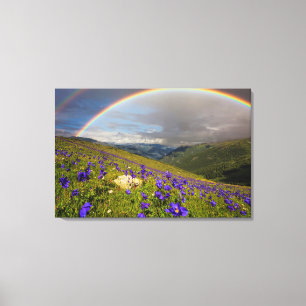 Rainbow Over A Flowering Meadow Canvas Print