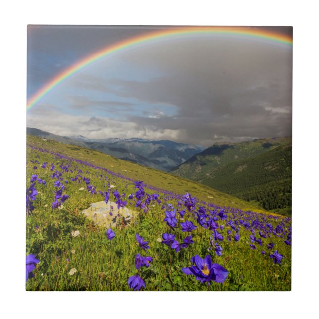 Rainbow Over A Flowering Meadow Tile (Front)