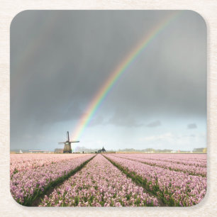 Rainbow over hyacinths and a windmill in Holland Square Paper Coaster