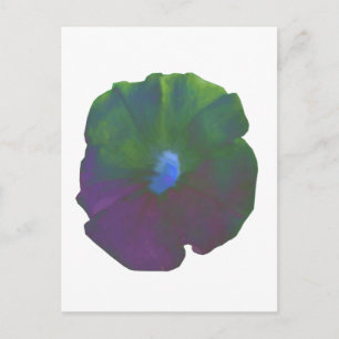 Rainbow Petunia Postcard