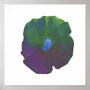 Rainbow Petunia Poster