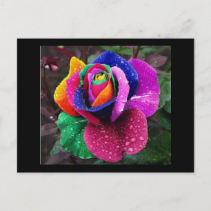 Rainbow Rose Postcard