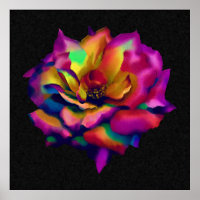 Rainbow Rose