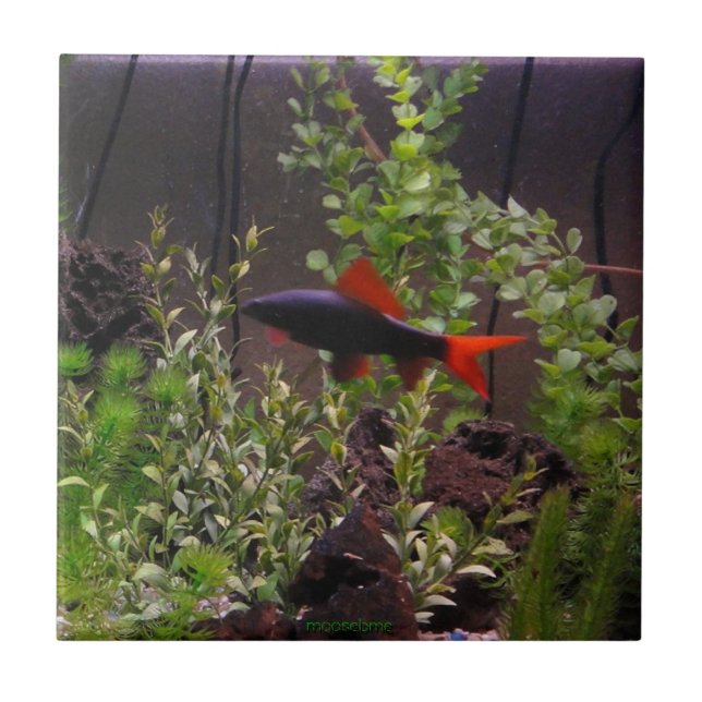 Rainbow Shark Pic Tile (Front)