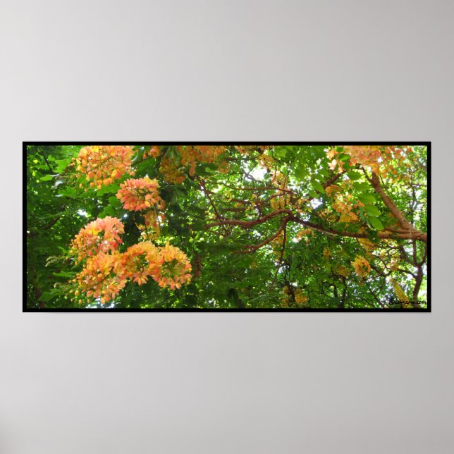 Rainbow Shower Tree Hawaii Poster Prints (Devant)