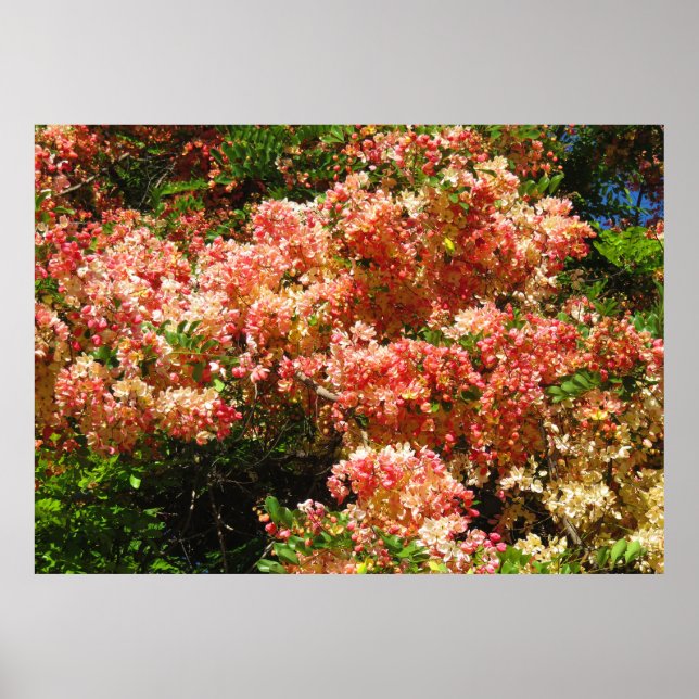 Rainbow Shower Tree Poster (Front)