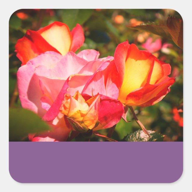 Rainbow Sorbet Rose #2 Stickers (Front)