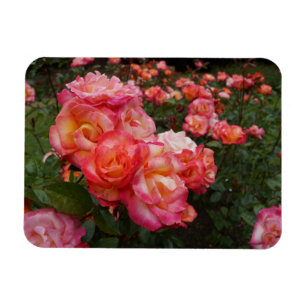 Rainbow Sorbet Rose #4 Photo Magnet