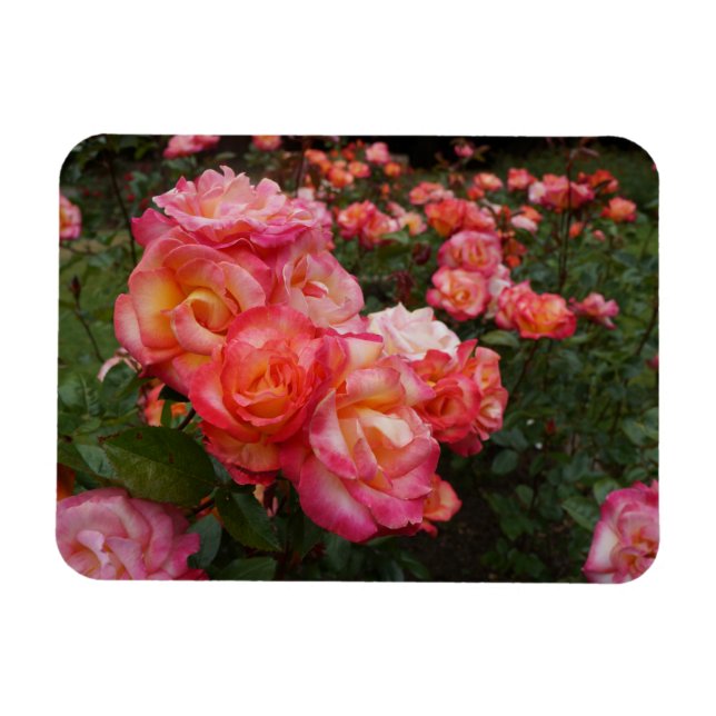 Rainbow Sorbet Rose #4 Photo Magnet (Horizontal)