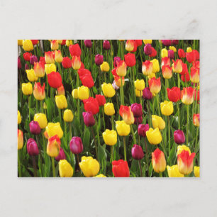 Rainbow Tapestry Postcard