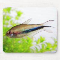 Rainbow Tetra