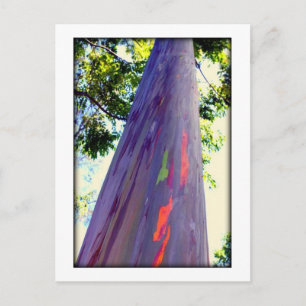 Rainbow Tree Postcard