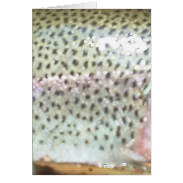 Rainbow trout (Front)