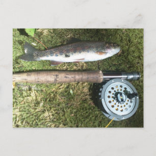 rainbow trout and fly fishing reel postcard