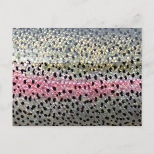 Rainbow Trout by PatternWear© Postcard