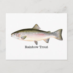 Rainbow Trout Fish Postcard