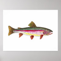 Rainbow Trout Fish