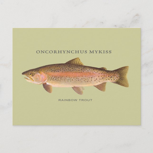 Rainbow Trout fish with vintage illustration Postcard (Front)