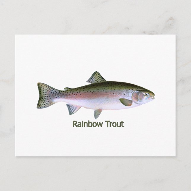 Rainbow Trout Fishing  Logo Postcard (Front)