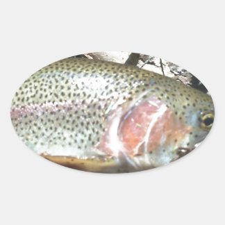 Rainbow trout oval sticker