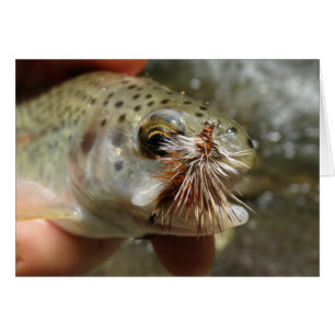 Rainbow Trout photo