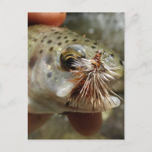Rainbow Trout photo Postcard