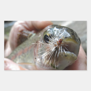Rainbow Trout photo Sticker