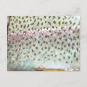 Rainbow trout postcard