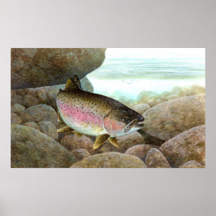 Rainbow Trout Poster