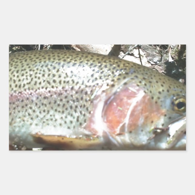 Rainbow trout sticker (Front)