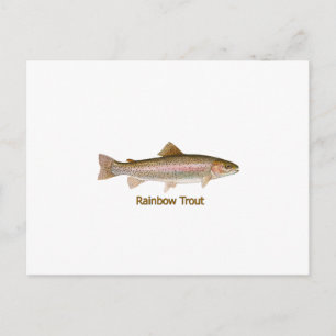 Rainbow Trout (titled) Postcard