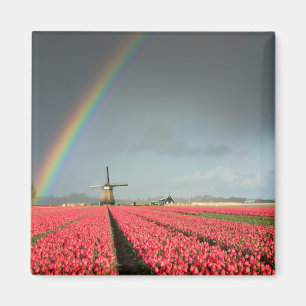 Rainbow, tulips and windmill magnet