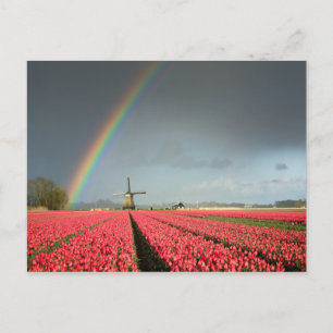 Rainbow, tulips and windmill postcard