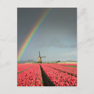 Rainbow, tulips and windmill vertical postcard