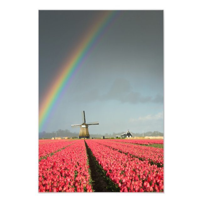 Rainbow, tulips and windmill vertical print (Front)